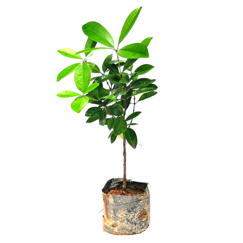 樱桃樱桃树树苗车厘子巴西盆地当年结果南方北方果树