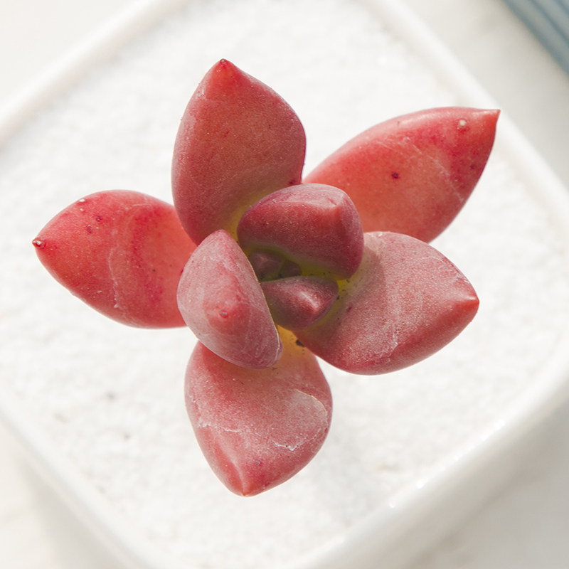 小布丁或铭月 3-5cm单头 新手组盆多肉 办公室盆栽绿植