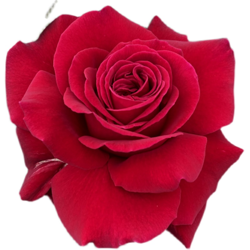 凤凰图瓦大花浓香多季开勤花月月季月季花花卉时令草本花卉