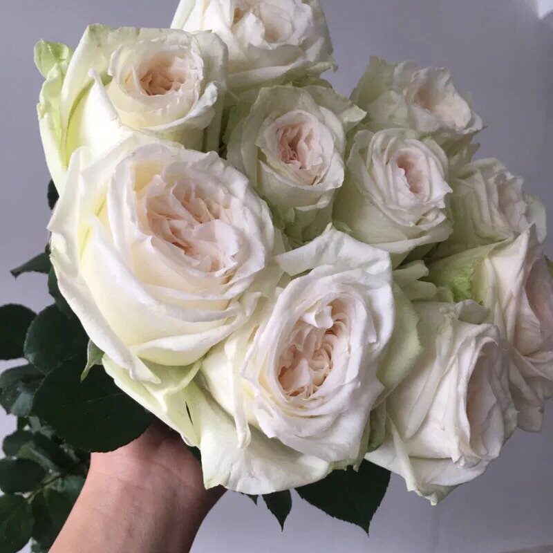 新品果香浓香月季欧月白色奥哈娜白荔枝切花时令草本花卉