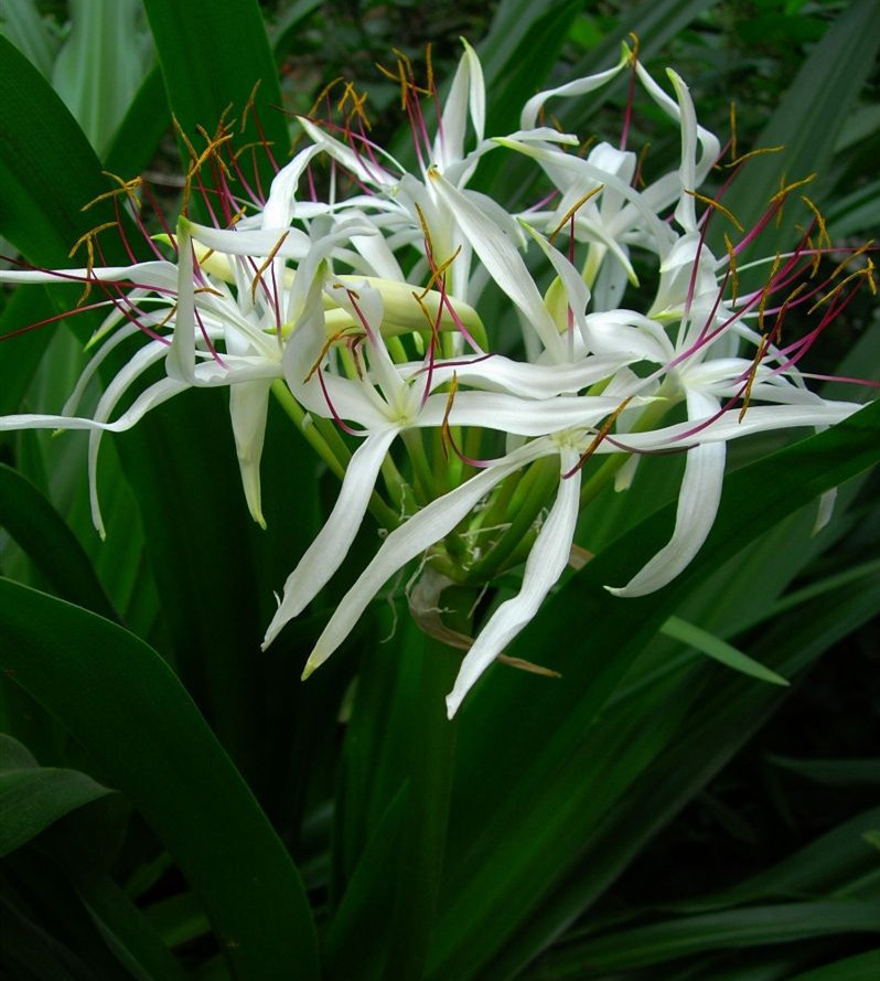 文殊兰盆栽新居甲醛室内室外客厅庭院阳台花卉绿植