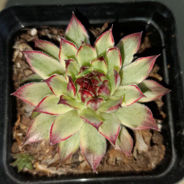 多肉植物长生草覆轮锦冰雪儿星光阳台绿植花卉多肉植物