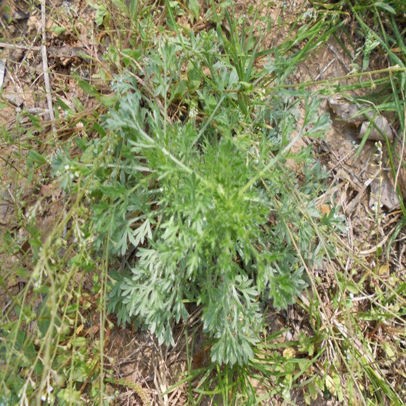 新鲜现采茵陈牛至田耐里因尘马先绵茵陈绒蒿白蒿细叶青蒿草绵茵陈