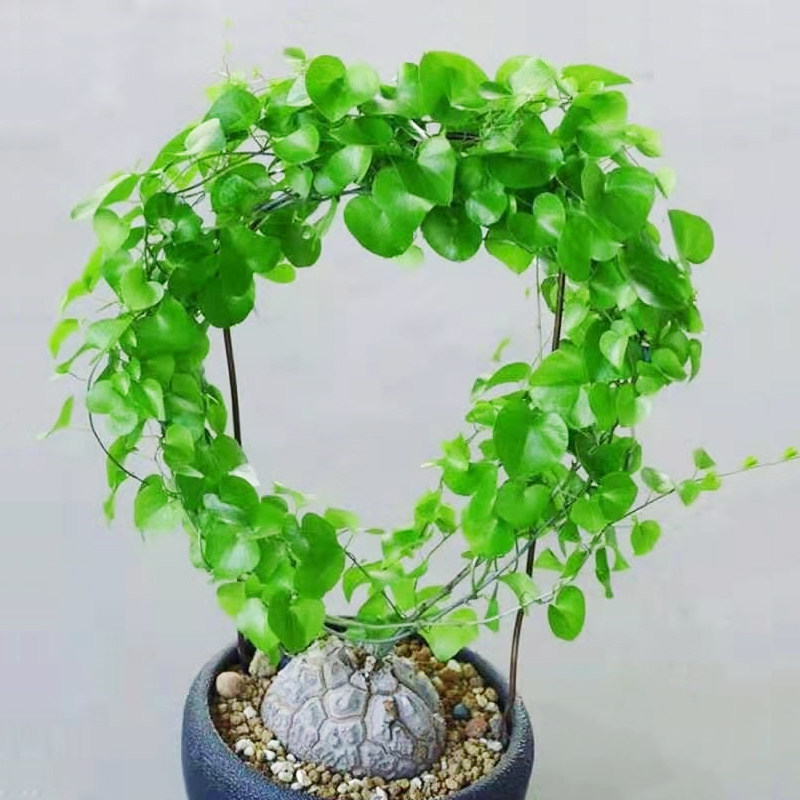 龟甲植物南非龙植物块根多肉爬藤稀奇绿植山乌龟多肉植物