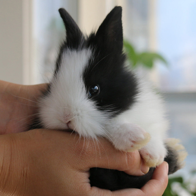 宠物小兔子活物纯种荷兰垂耳兔活体宝宝凤眼西施兔