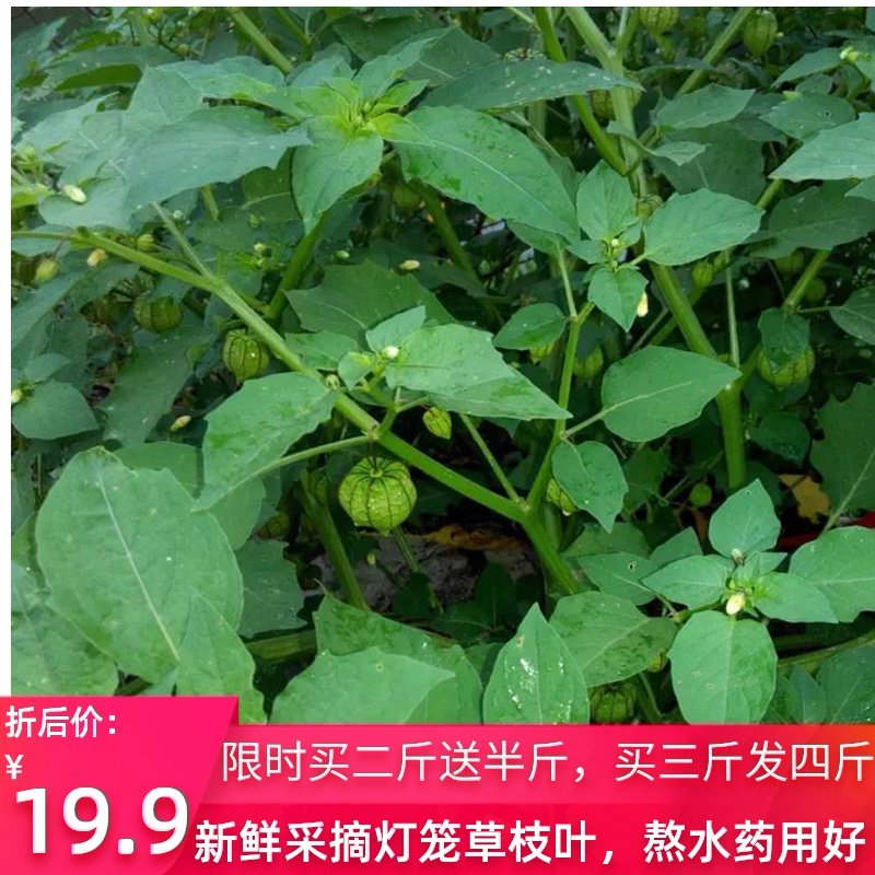 灯笼特价新鲜打扑野生500g包邮黄姑娘果炮草地其他药食同源食品