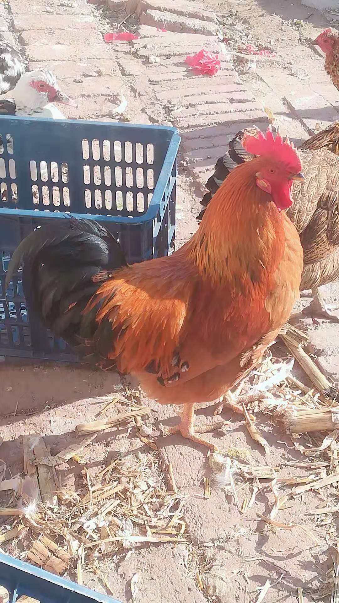 农村散养溜达鸡月子鸡柴鸡肥美现杀带下下货整鸡