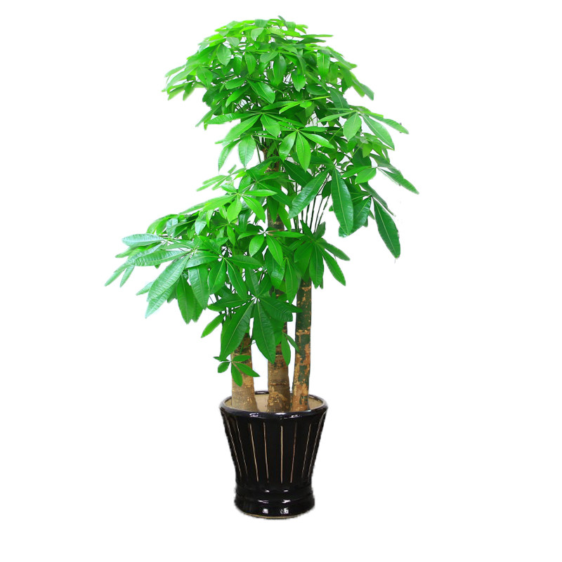 三杆步步高发财树盆栽室内大型办公室绿植植物公司大型绿植