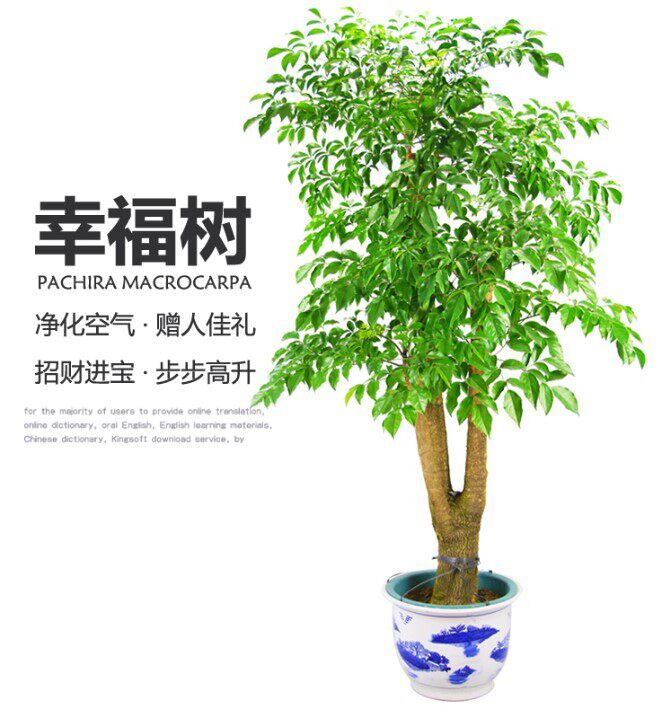幸福树发财树前台展厅大门口特大型植物盆栽绿植花卉大型绿植