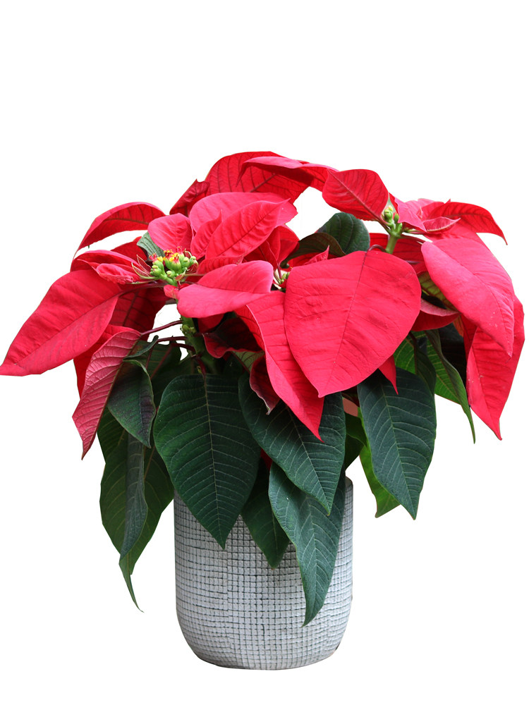 一品红花卉盆栽室内外庭院阳台好养四季开花植物绿植