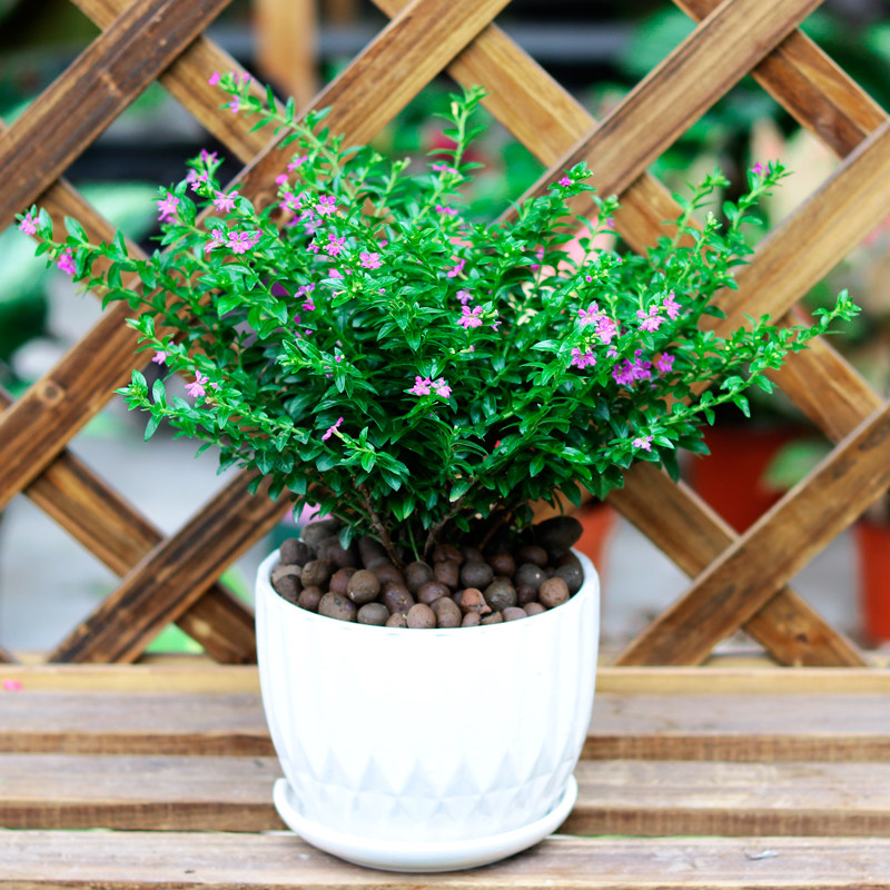 满天星盆栽花卉绿植观花植物四季开花不断室内外绿植