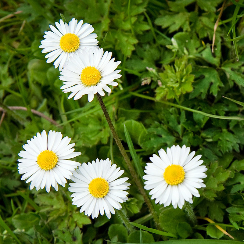 iam园艺白晶菊可降降解盆栽小雏菊小白白菊爆盆时令草本花卉