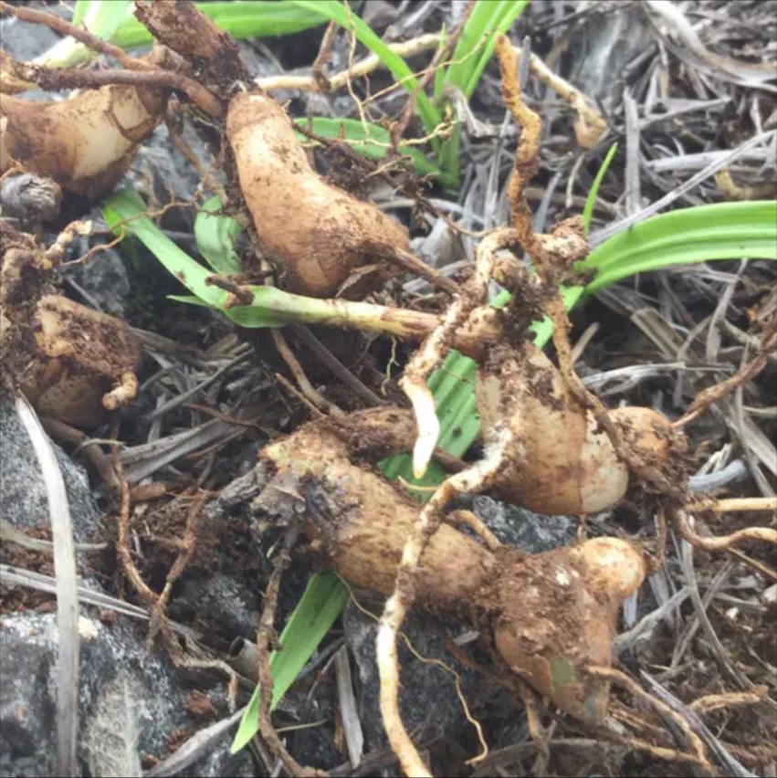 贵州省野山250g百级药用中草药材野生海拔高海拔其他药食同源食品