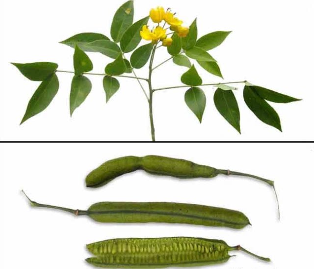 驱蛇植物灭门盆栽野决明驱蛇草灭蛇庭院防蛇绿植