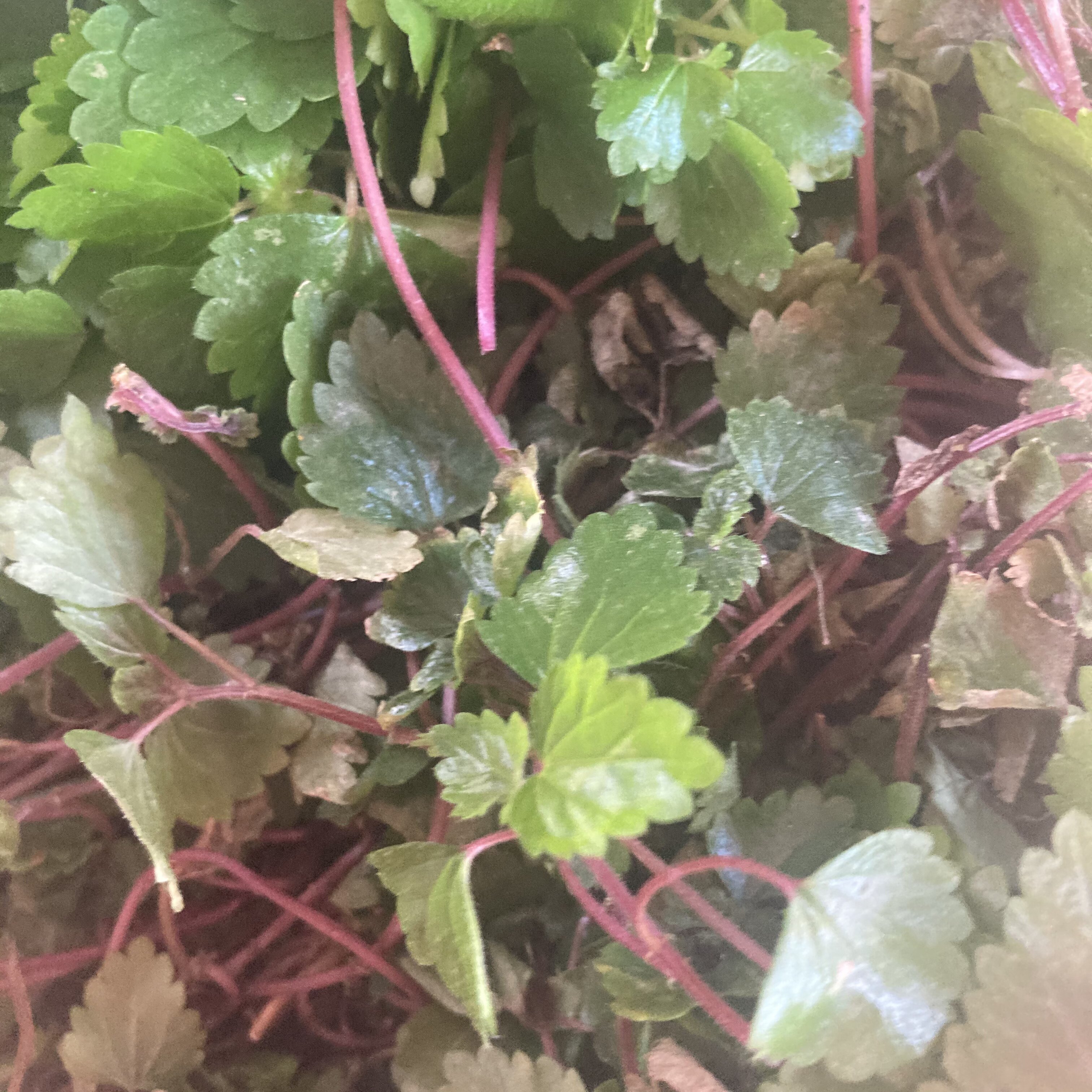 顺丰毛花点新鲜小九九龙盘毛叶冷水水花波斯遍地其他药食同源食品