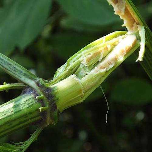 活筋条 野生顺筋条 接骨木 顺筋枝条 活筋条叶子俩斤包邮