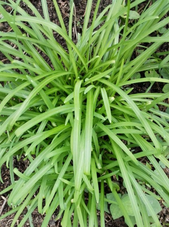 贵州深山农家天然种植甜韭菜韭菜根新鲜韭菜现挖发货两斤起包邮