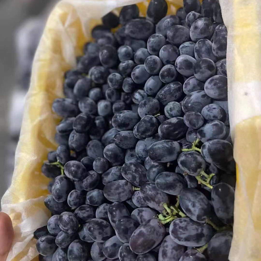 新疆无核葡萄黑珍珠5斤毛重一件广西南宁发货葡萄
