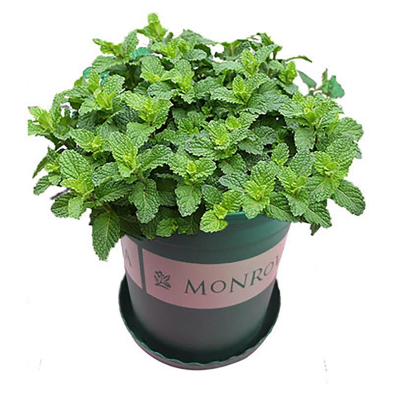 薄荷猫薄荷物种植物室内种植种子易种植四季种籽家庭园艺种子