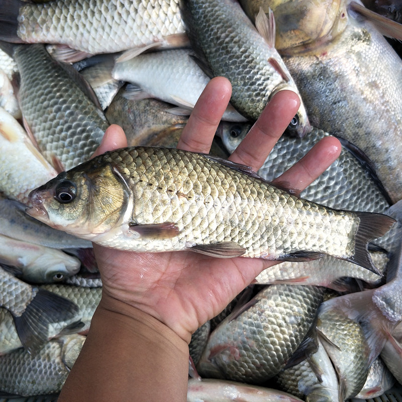土垚康洪泽湖正宗野生鲫鱼黄鳝武昌鱼鲜活新鲜孕妇月子汤下奶500g