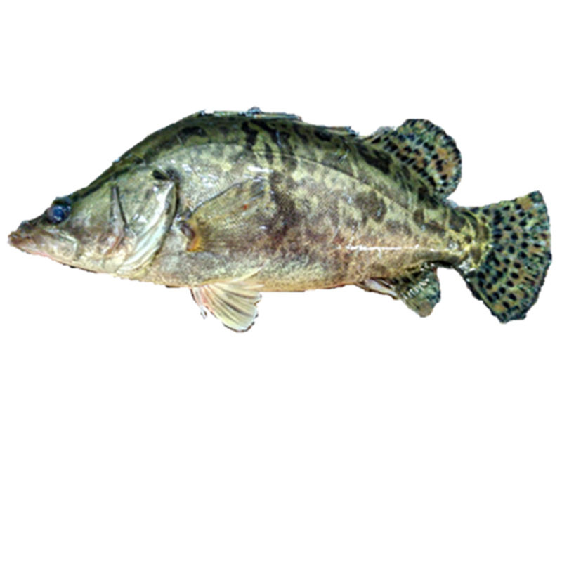 土垚康洪泽湖 新鲜活 现杀正宗野生鳜鱼桂鱼桂花鱼季花鱼500g新鲜