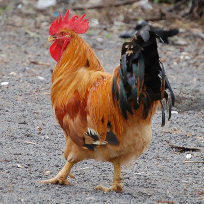 土垚康农村农村农家养大公鸡柴鸡草鸡活鸡笨鸡适合红烧整鸡