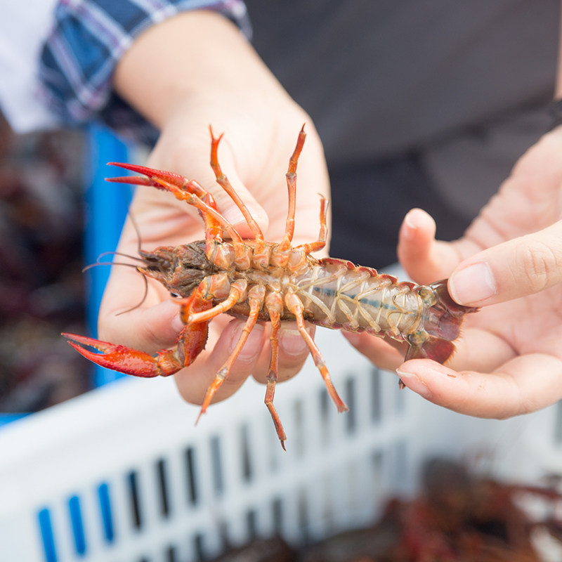小龙虾鲜活4斤567钱盱眙金湖清水活虾稻田淡水活虾