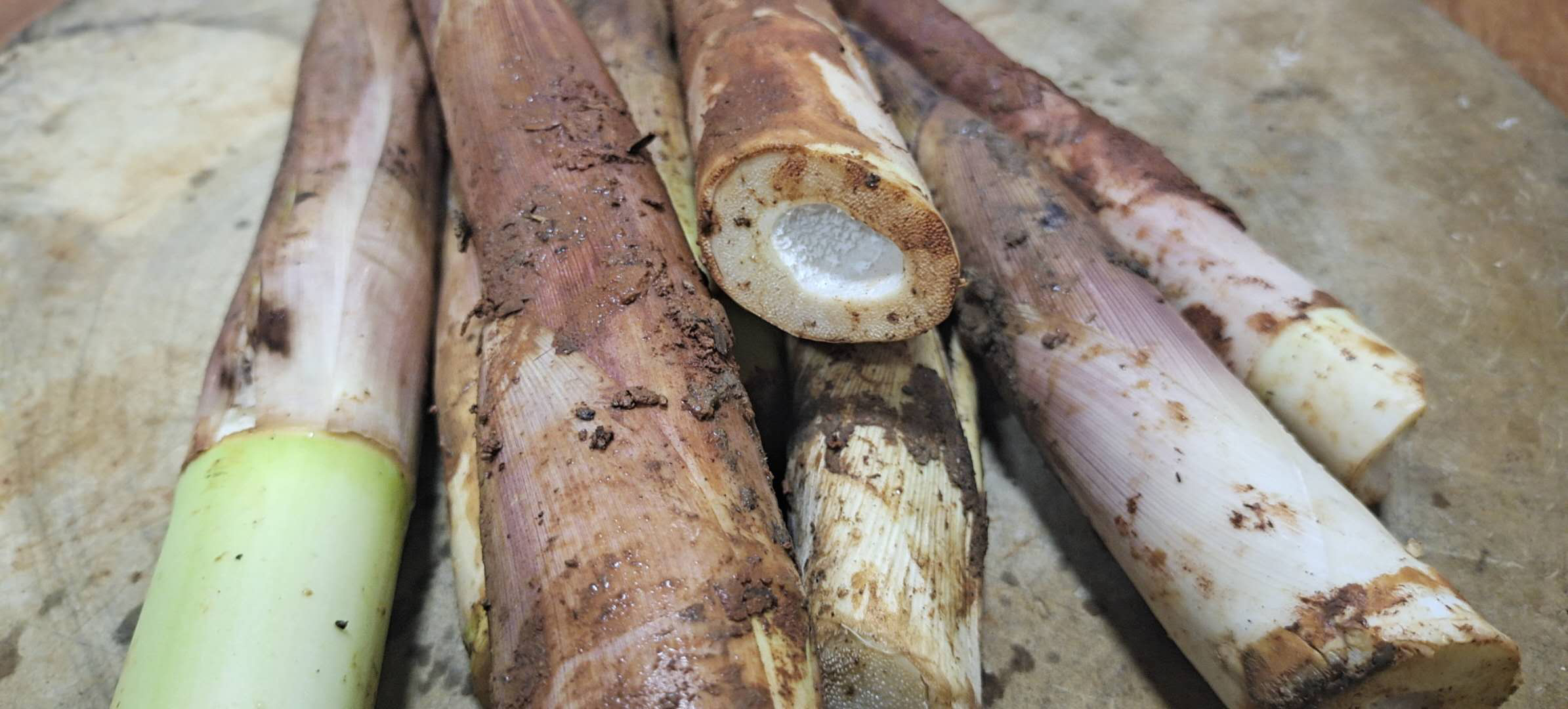 竹笋新鲜马蹄笋绿雷笋天目山笋鲜笋小笋尖冬笋竹笋