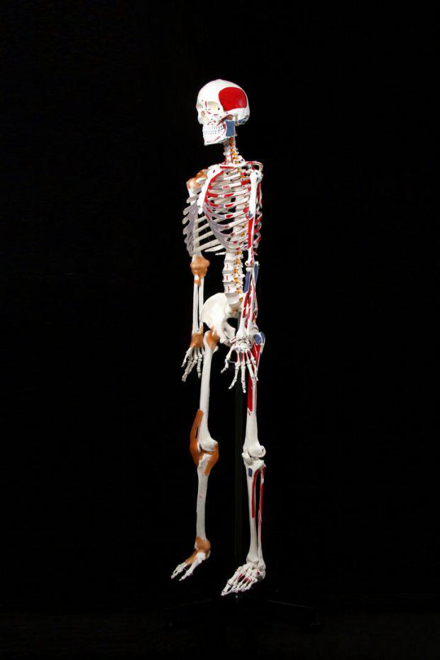gx 1比1真人大小骨架模型 人体骨骼170cm175cm 医用推拿针灸 包邮