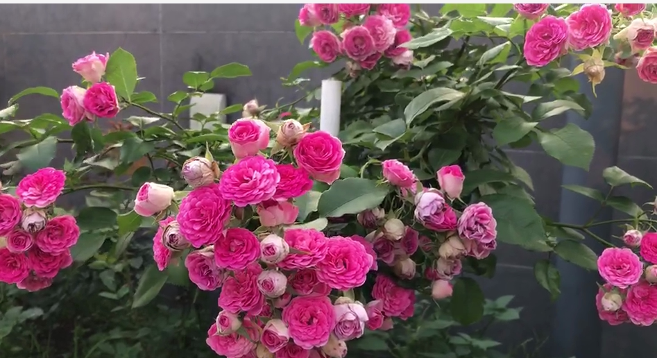 胭脂藤本月季多头开花量大爬藤快阳阳台庭院盆栽时令草本花卉