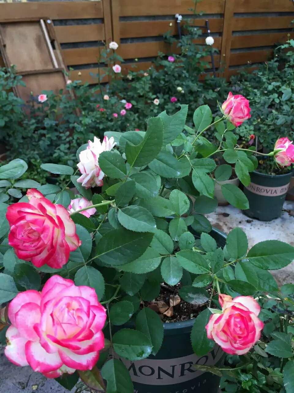 晴天月季园切花月季花摩纳哥公爵开花耐热抗病花朵时令草本花卉