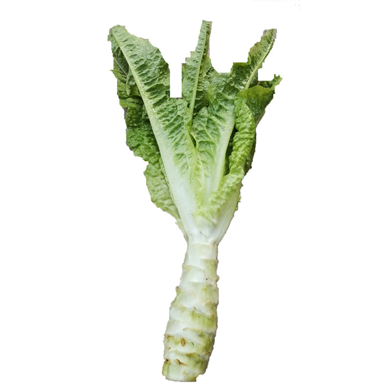 四川莴笋新鲜蔬菜绿心生青笋头农家自种莴笋叶子现砍现发本地莴笋