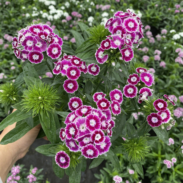 石竹绣球霹雳石竹花盆栽四季花卉庭院地被植物时令草本花卉