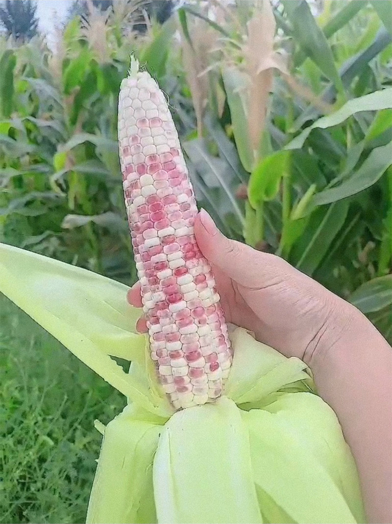 农家现货摘采新鲜香甜小糯玉米5根装