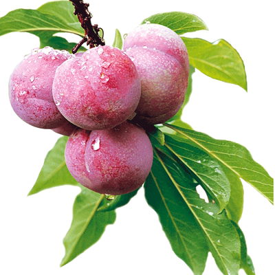 【现摘现发】当季新鲜水果李子5斤包邮红梅李酸甜孕妇水果