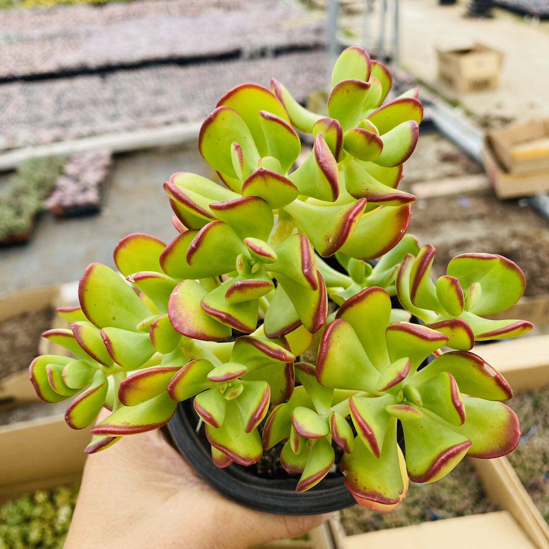 达摩宝珠多肉植物大株老桩群生多头室内肉肉童话原因全店满38包邮