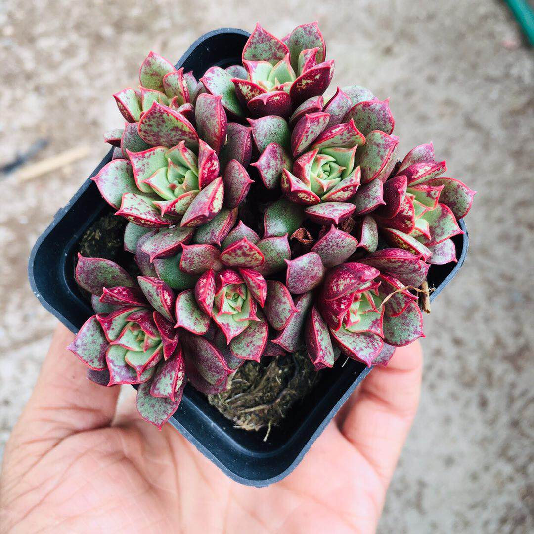 多肉罗西玛西玛植物状态群生一物一拍老桩多肉植物