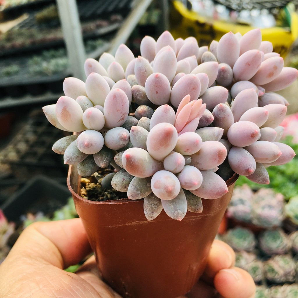 婴儿手指多肉群生老桩植物一物一拍全店38包邮多肉植物