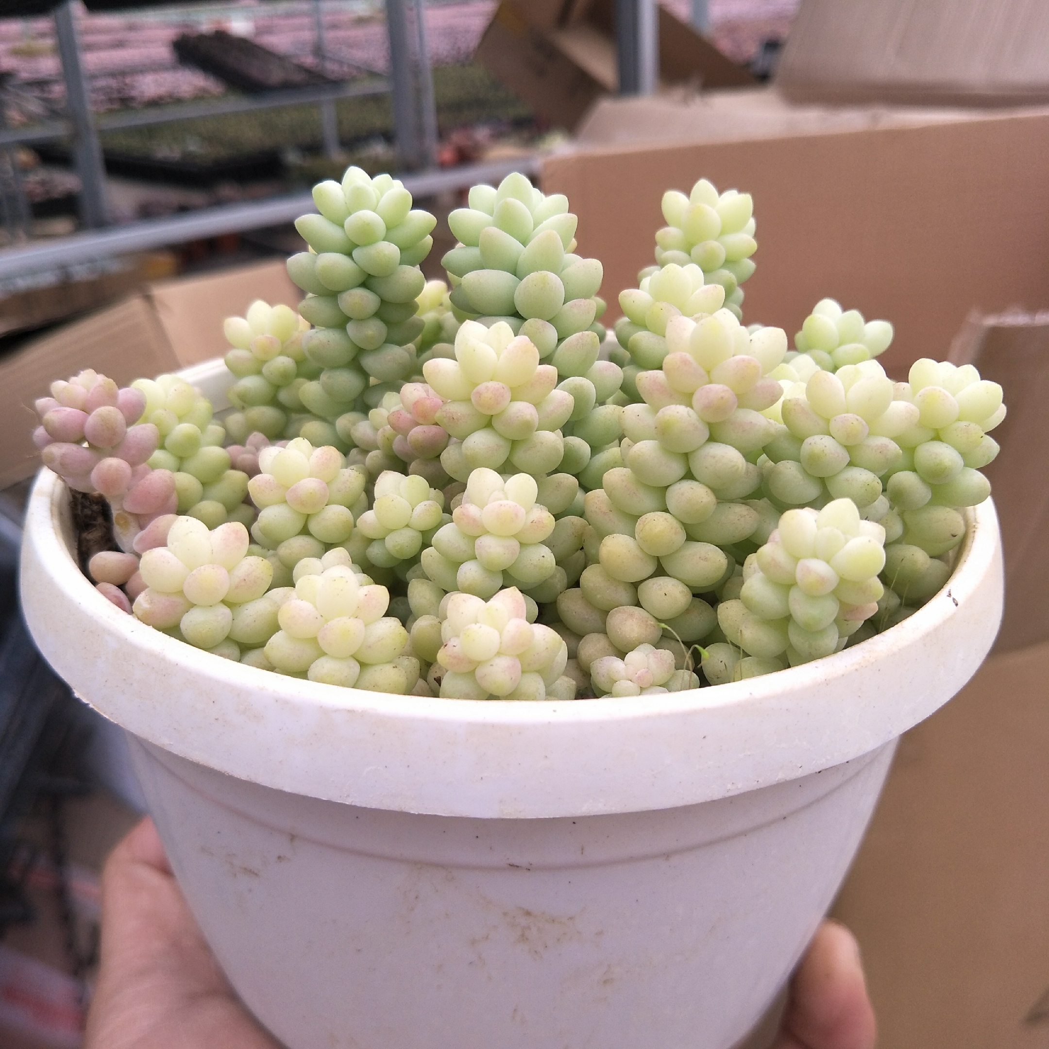 玉坠多肉植物玉缀老桩群生彩虹玉坠多肉植物带盆发货