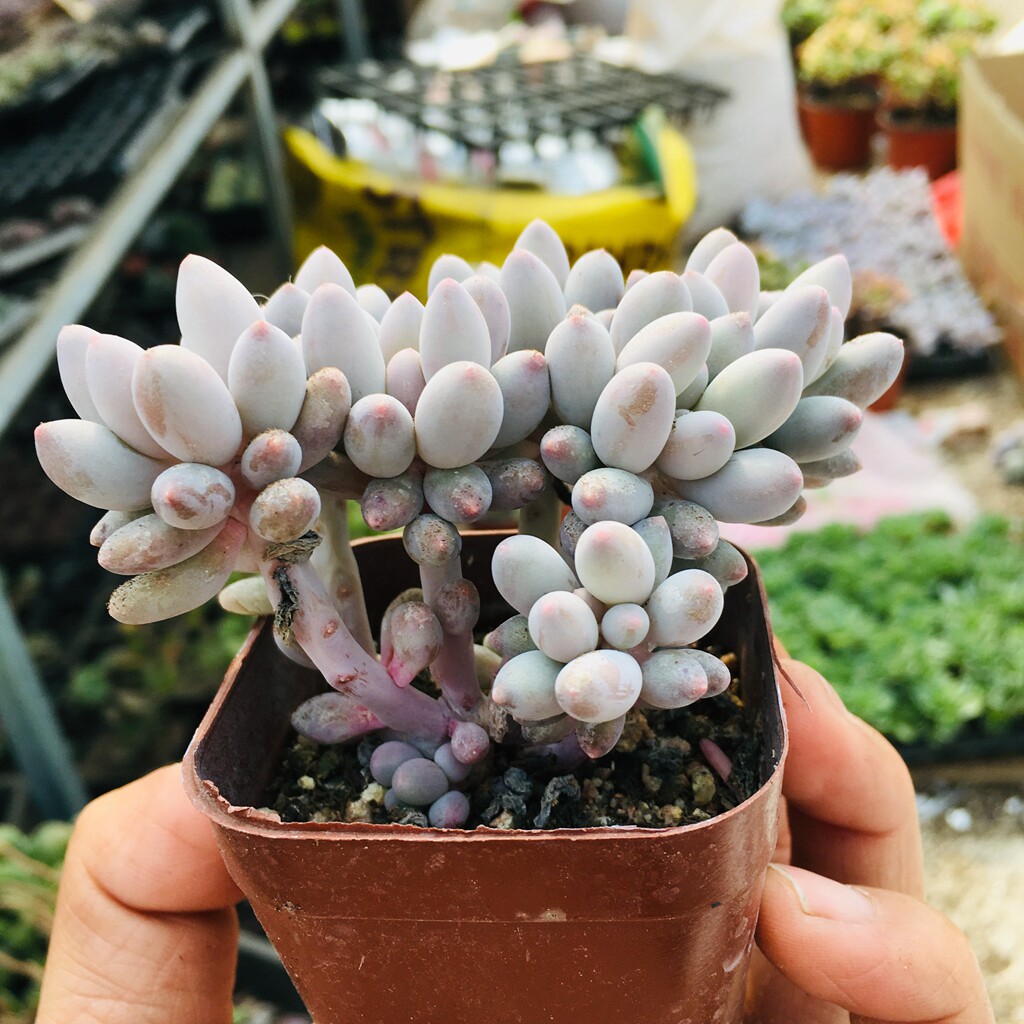 婴儿手指多肉群生老桩植物一物一拍全店38包邮多肉植物
