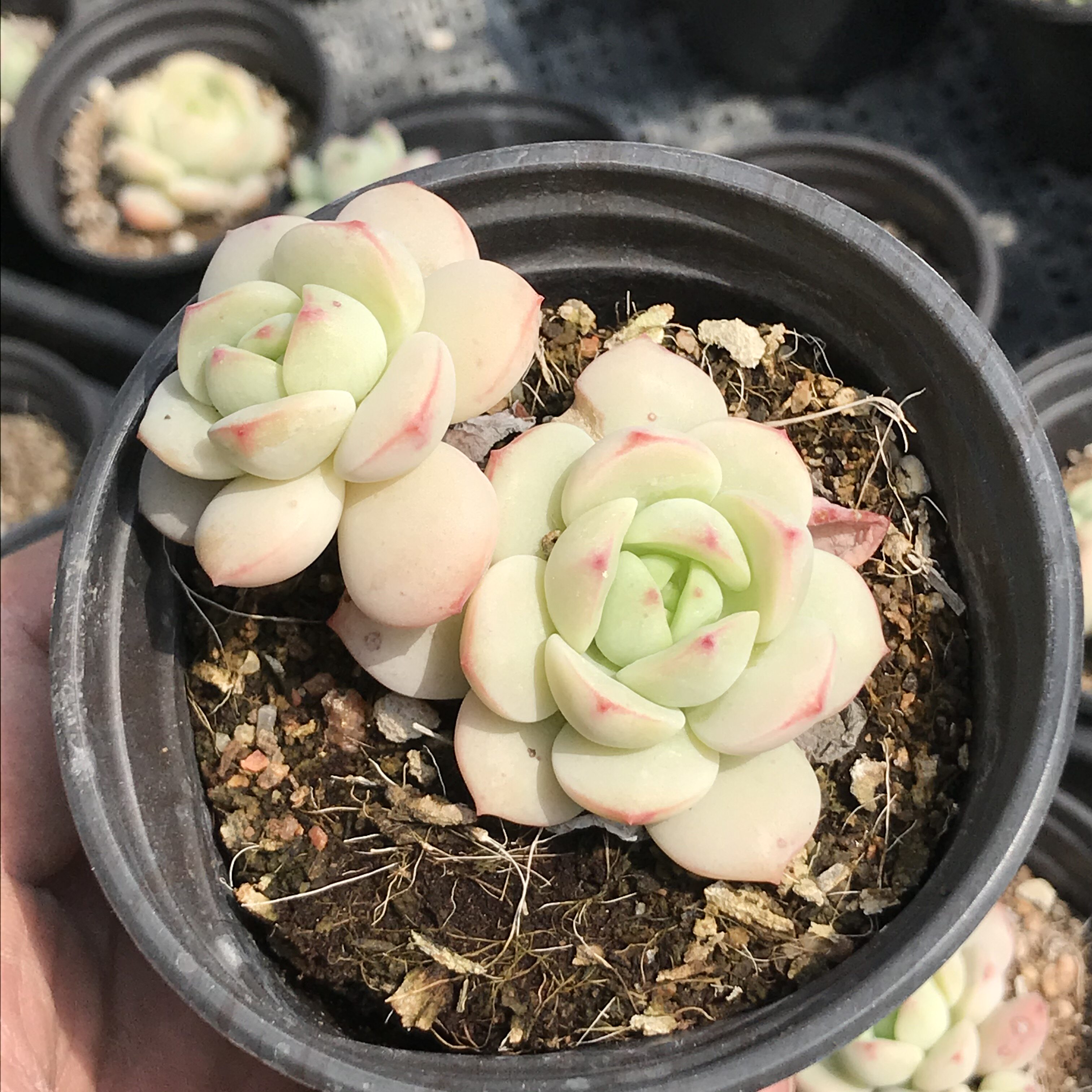 香草多肉比斯植物果冻色老桩砍头办公室组合盆栽多肉植物