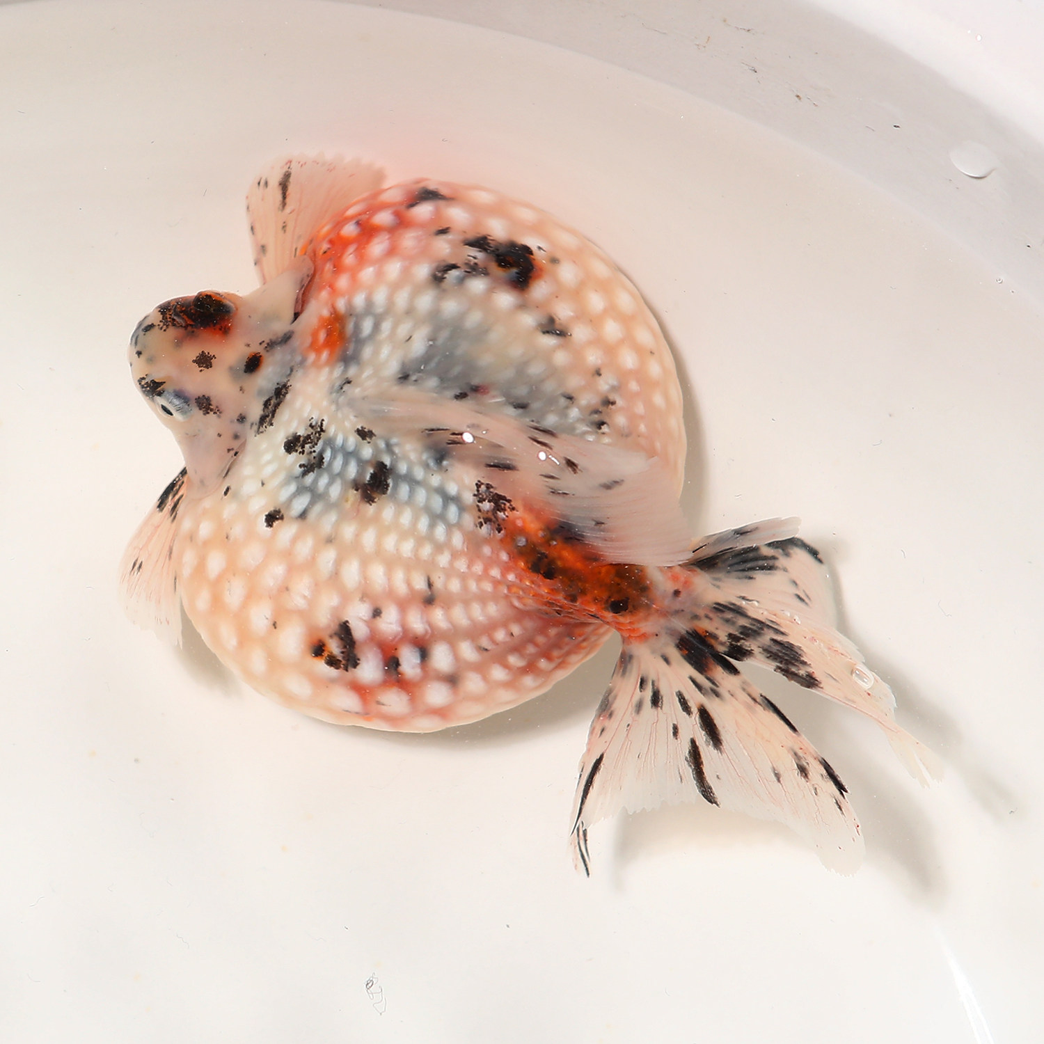 观赏鱼精品鼠头珍珠鳞金鱼苗活体皮球包活红白鱼