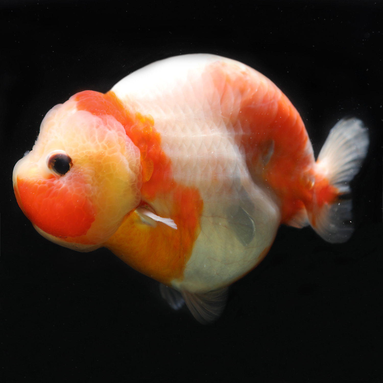 潘氏小尾兰寿奶牛金鱼活体精品观赏鱼冷水水族鱼