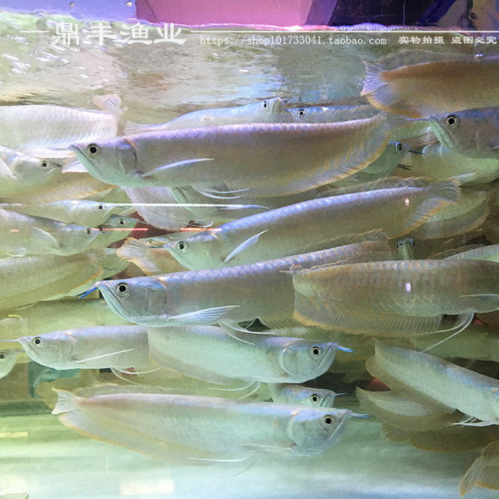 银龙龙鱼活体七彩黄化红眼白子鱼苗大型热带鱼