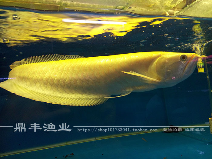 银龙龙鱼活体七彩黄化红眼白子鱼苗大型热带鱼