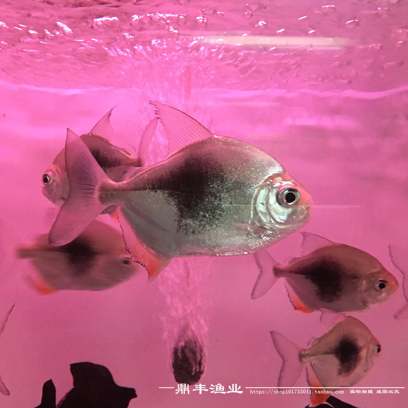 黑桃银板活体银版杂食性高端热带鱼配鱼鱼