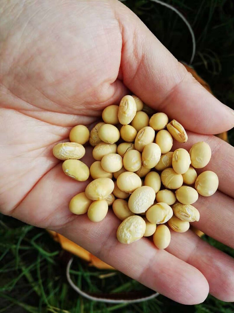 崇明我家家的三分分地20年新圆黄豆农场自种黄豆