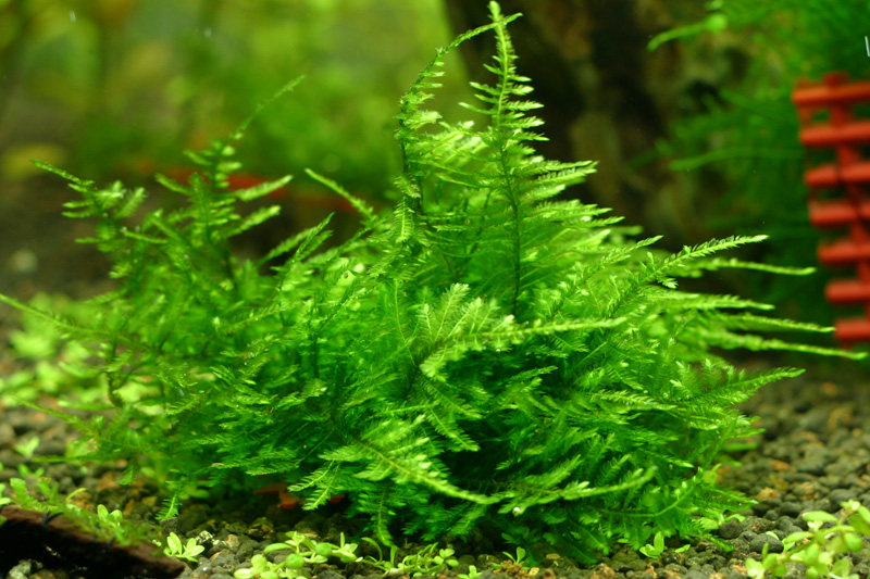 火焰三角垂泪珊瑚松茸美凤莫斯水草鱼缸造景水草