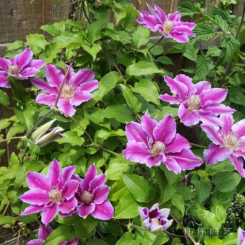 伟伟园艺铁线莲博士攀援植物美观盆栽庭院阳台时令草本花卉
