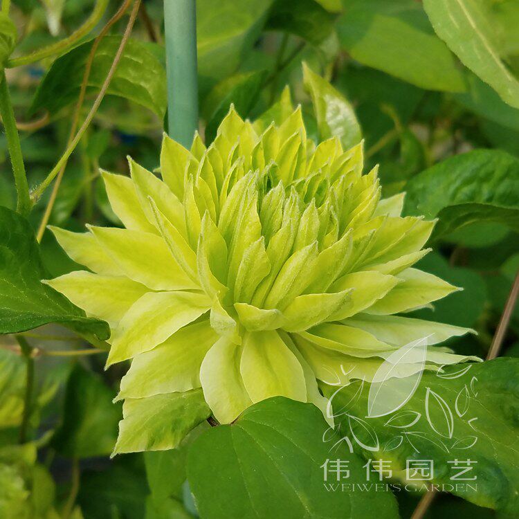 伟伟园艺化为千风铁线铁线莲莲森之风风之森林时令草本花卉